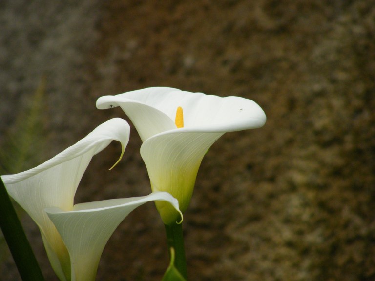 3504176617_f47dce59a2_b