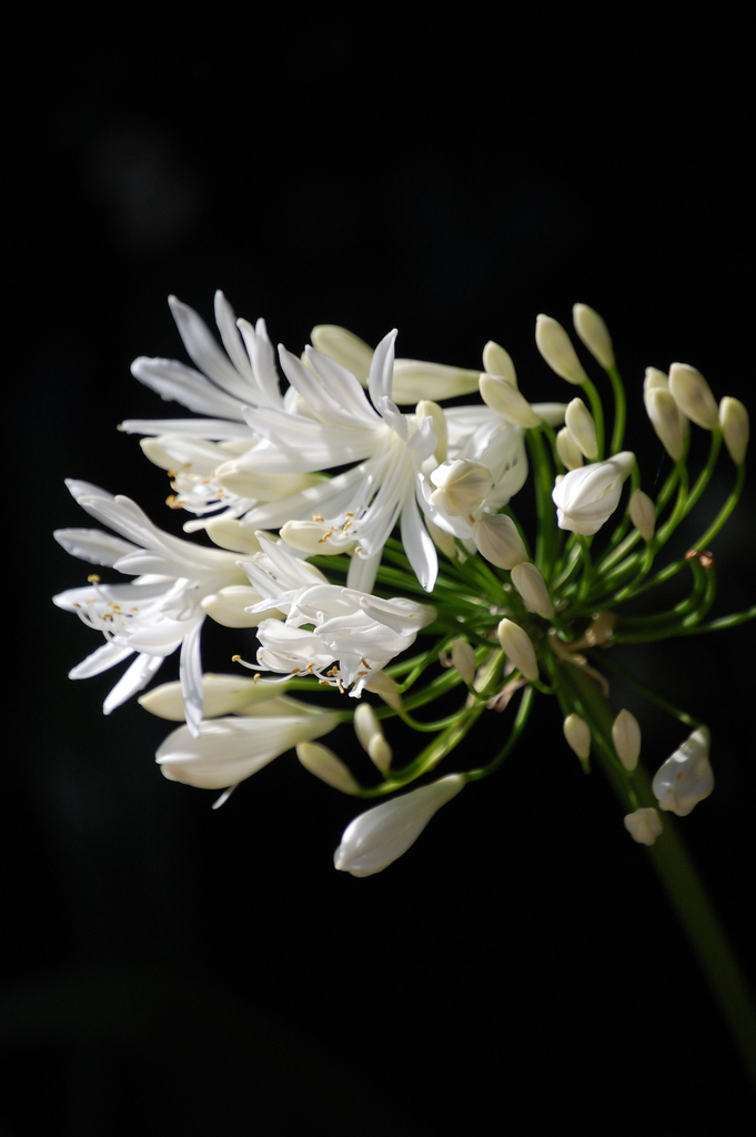 3995934264_e65571a2fa_b