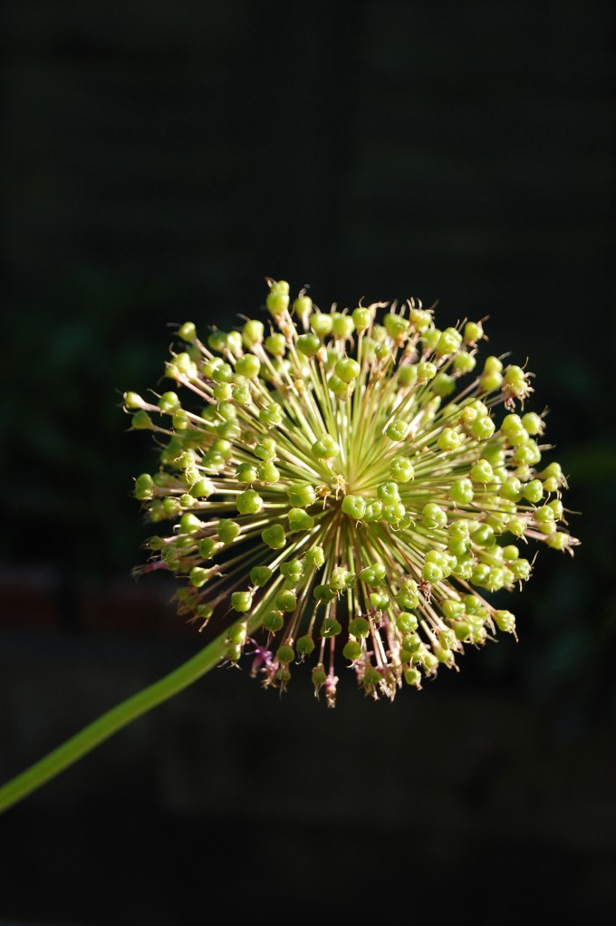 Blood moon pirates Dans garden lorry 213