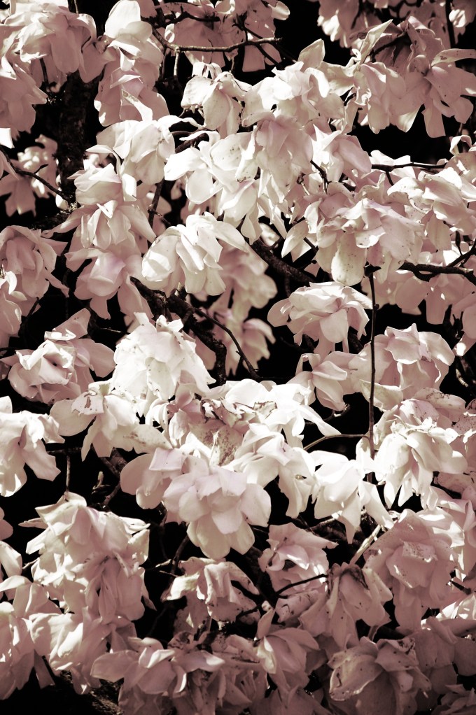 Magnolias at Caerhays