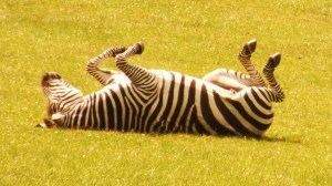 3696918975_8e103fcec6_o