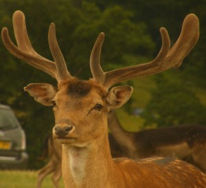 3697731556_af136db086_o