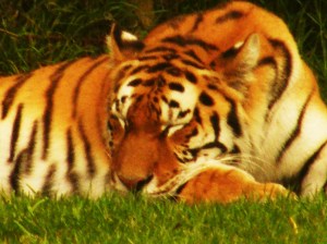 3697732224_b7b1e40fe1_o