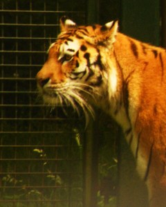 3697732494_491ecfd0f2_o