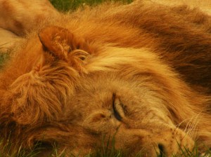 3697734202_8a4aafeb65_o