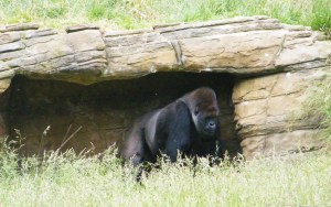 3738814370_c2e8ac1a40_o